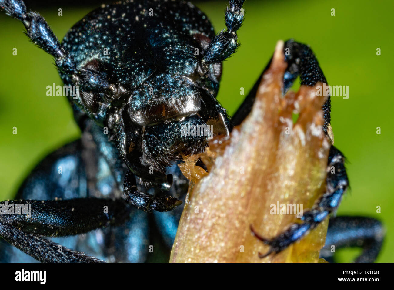 Die Nahaufnahme des Ölkäfers (Meloe violaceus), der die Pflanzen isst Stockfoto