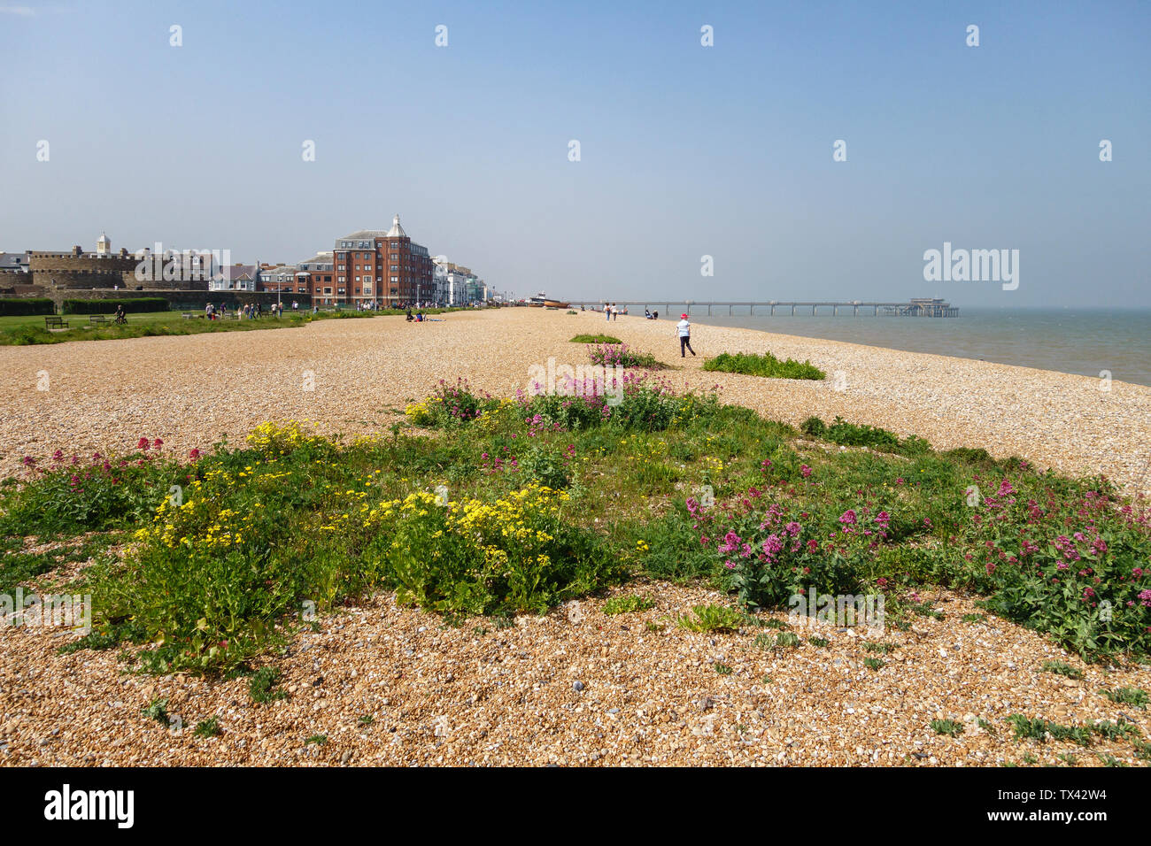 Der Kiesstrand an der Deal, Kent, Großbritannien, mit Wildblumen Natürlich wachsende unter den Kieseln Stockfoto