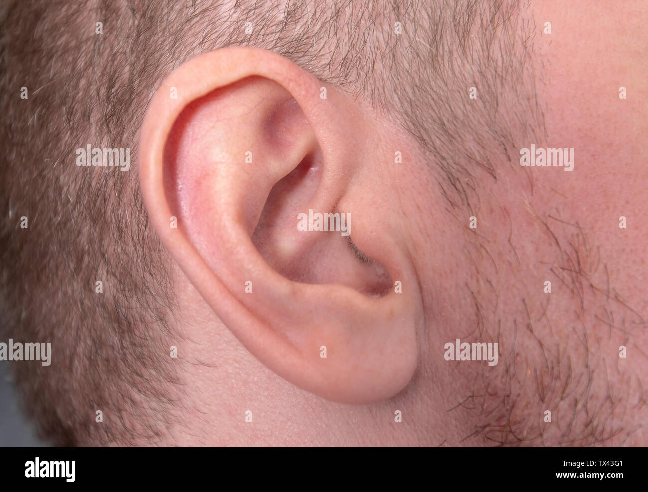 Close-up Mann Ohr oder menschliche Ohr Stockfoto