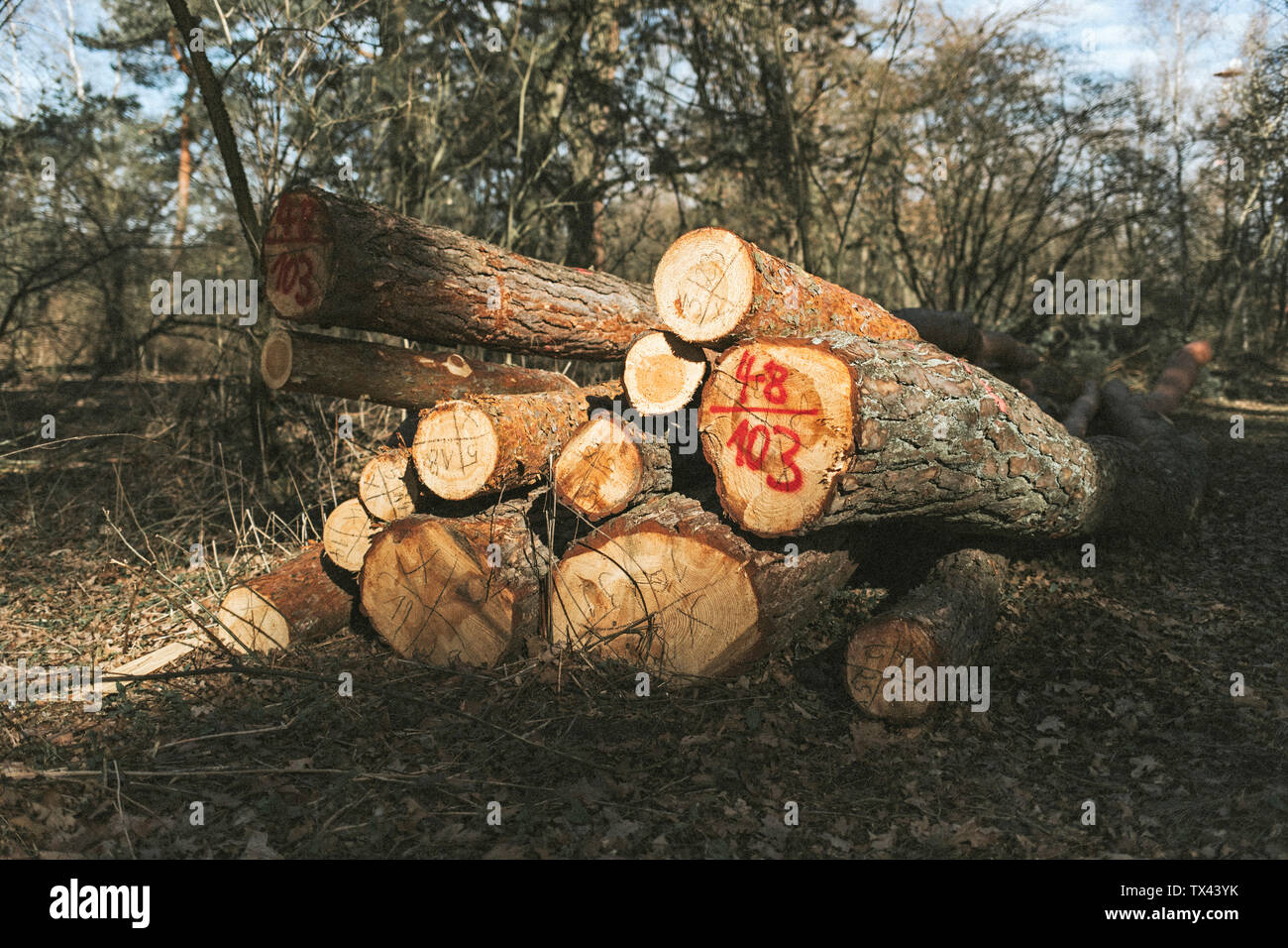 Stapel von Baum Logs im Wald Stockfoto