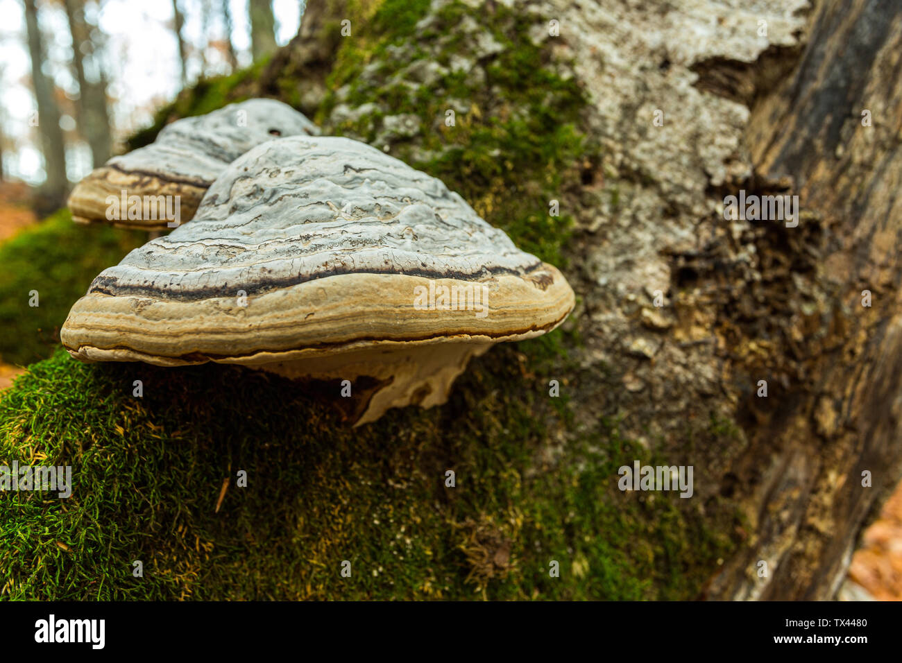 Pilze chaga auf dem Stamm Buche Stockfoto