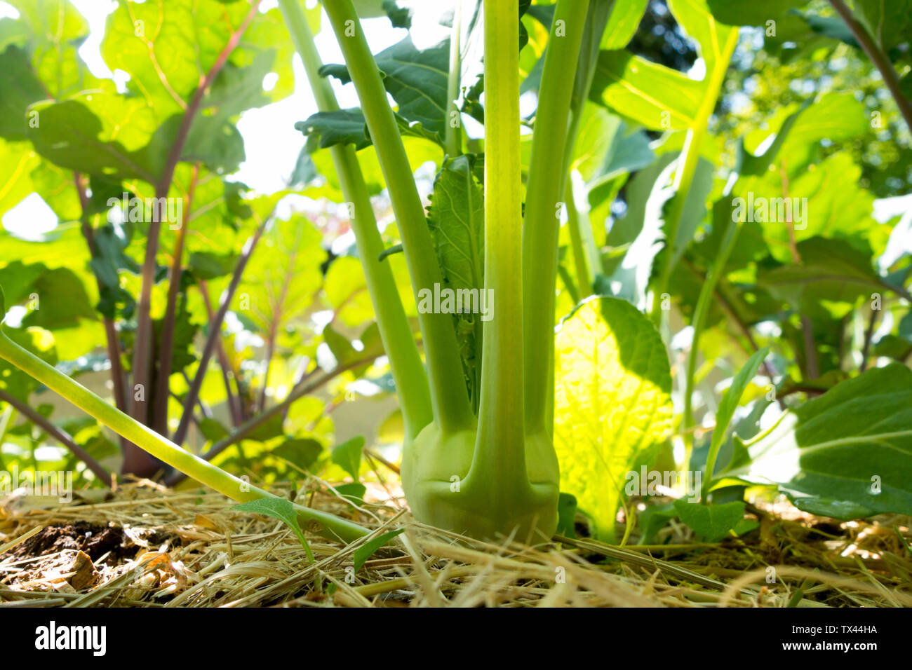 Organische im Garten arbeitende, Kohlrabi Anlage Stockfoto