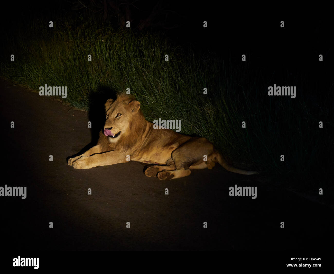 Südafrika, Mpumalanga, Kruger National Park, Männliche Löwe liegen auf der Straße bei Nacht Stockfoto