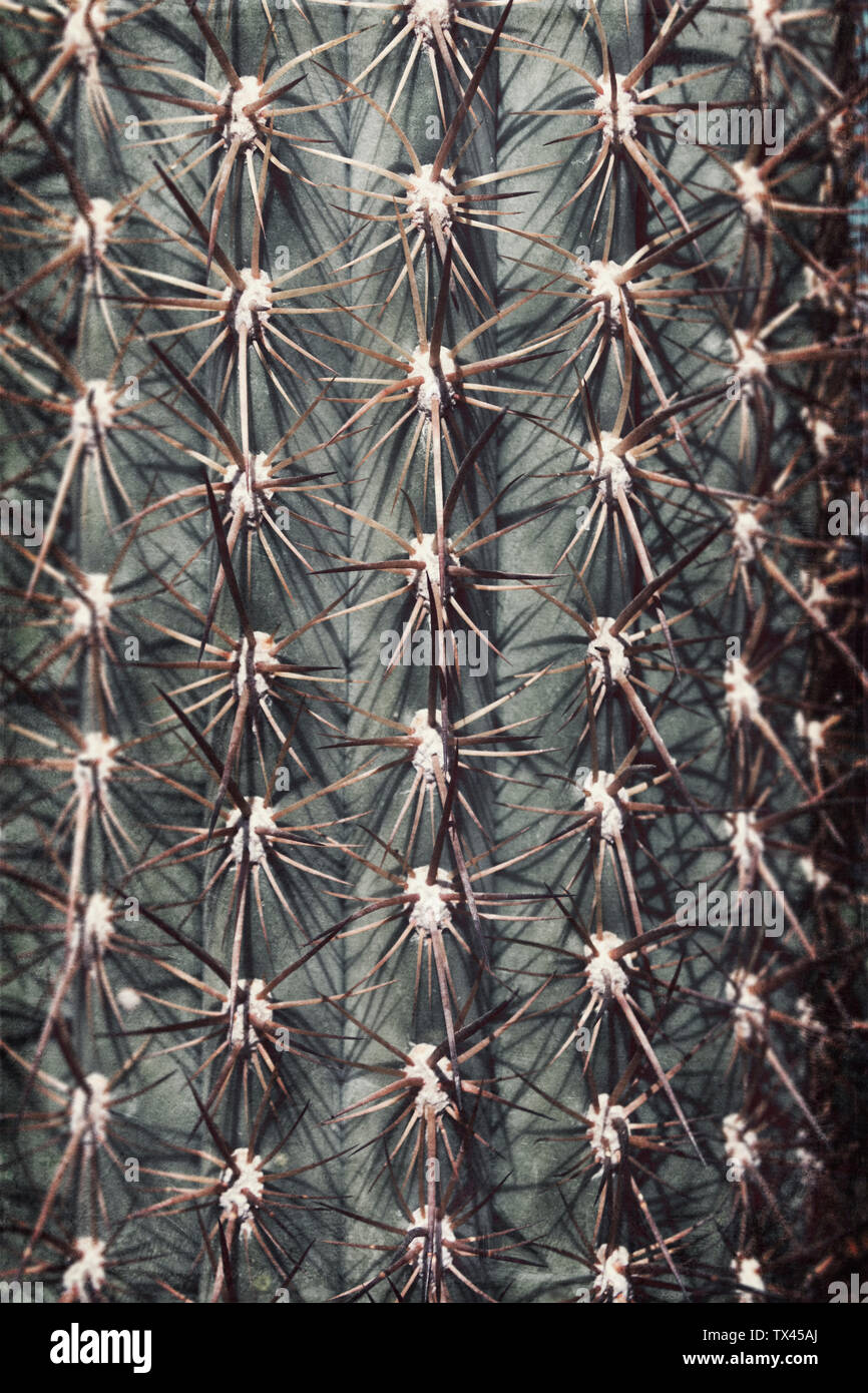 Nahaufnahme eines Kaktus, Stiche Stockfoto
