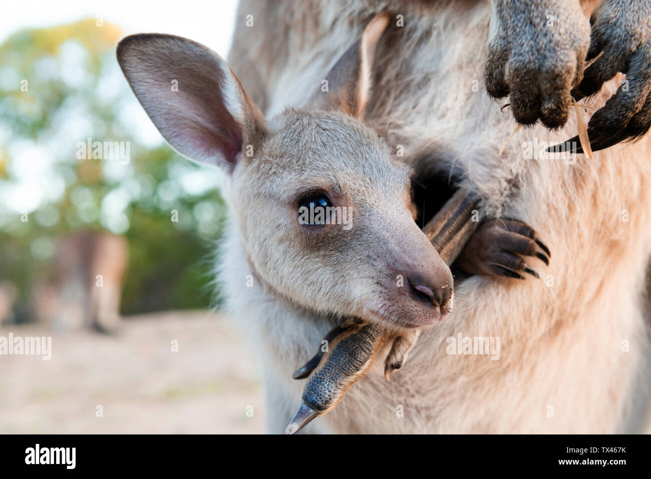 Australien, Queensland, Joey in Mamas Beutel Stockfoto