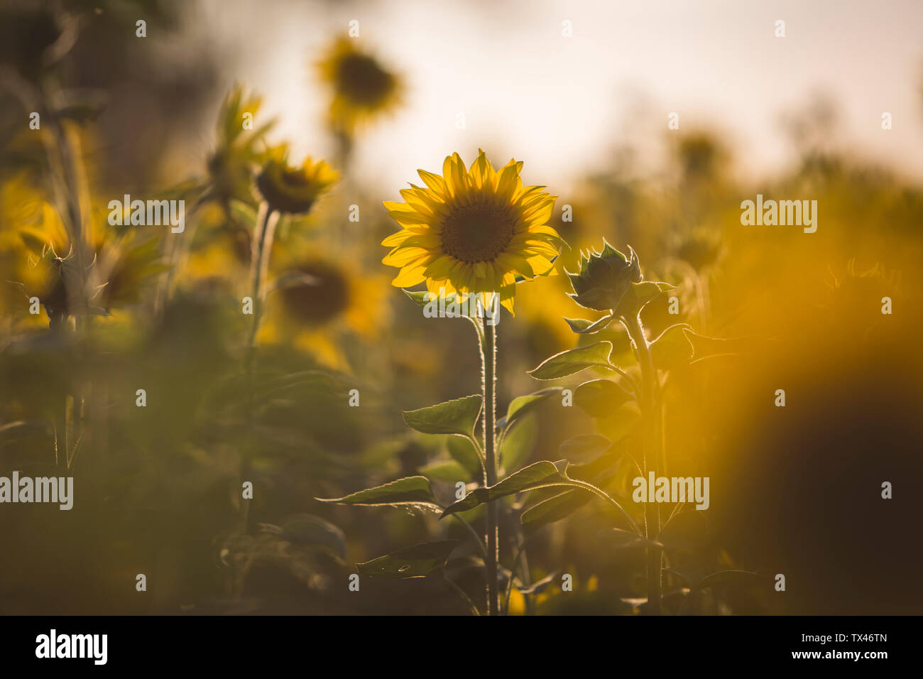 Deutschland, Sonnenblumen am Abend dämmerung Stockfoto