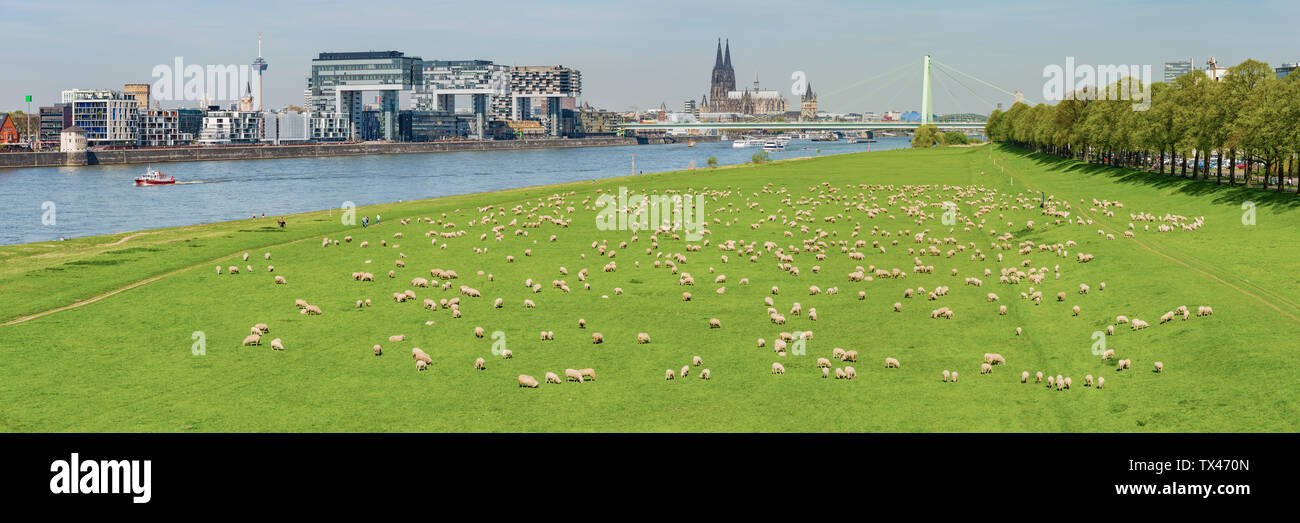 Deutschland, Köln, Aussicht auf die Stadt mit Rhein und Herde von Shep auf den Poller Rheinwiesen im Vordergrund. Stockfoto