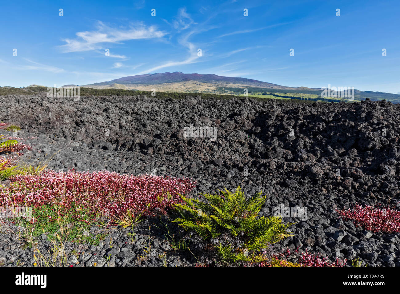 USA, Hawaii, Mauna Loa Vulkan, lava Felder Stockfoto