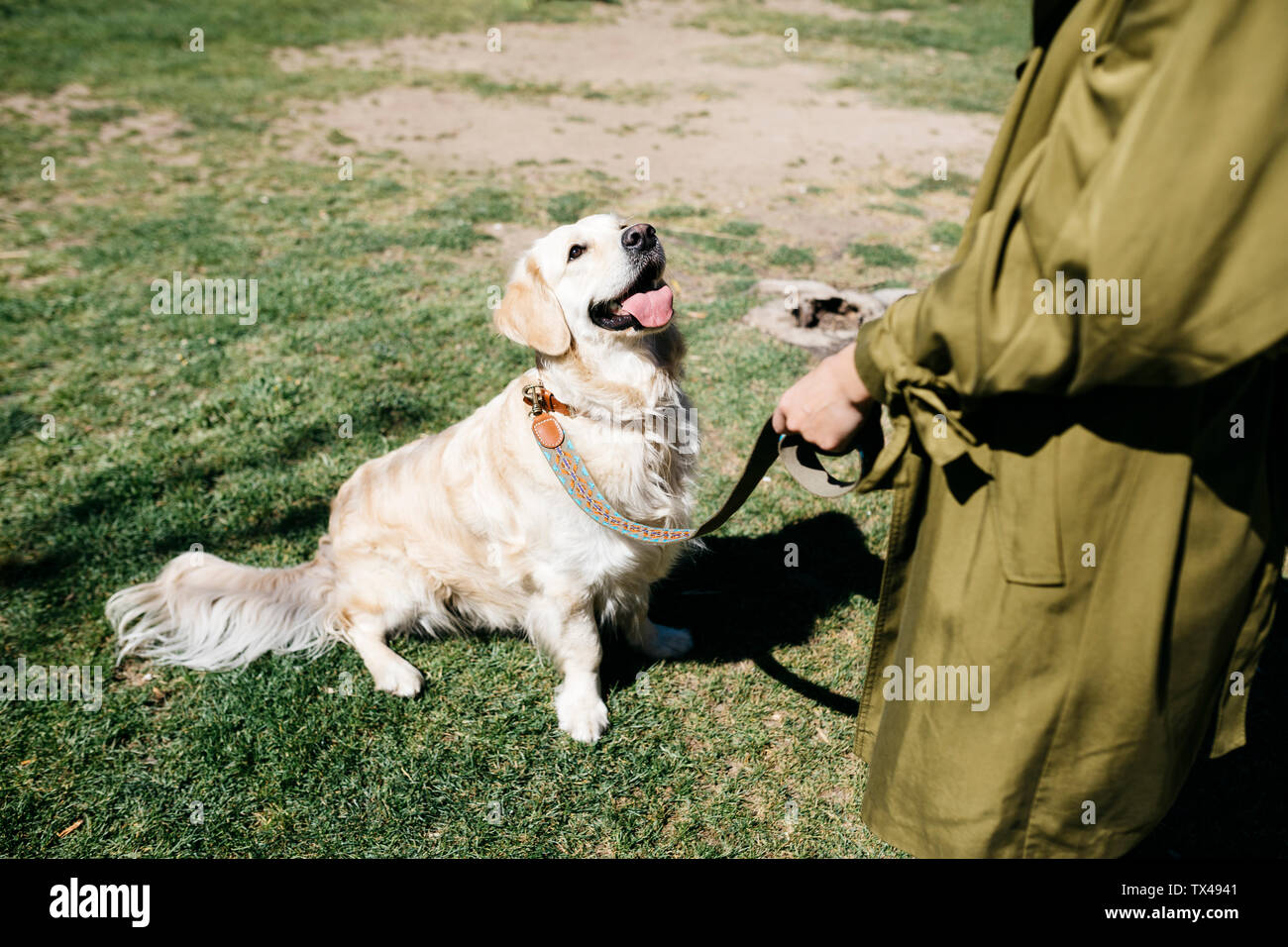 Labrador Retriever sitzt auf einer Wiese, Aufmerksamkeit für den Besitzer Stockfoto