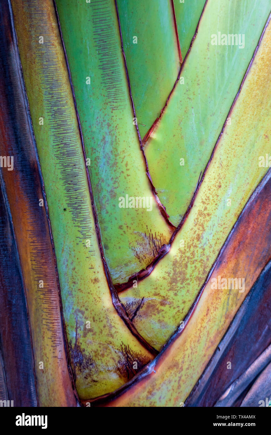 Seychellen, La Digue, Madagaskar Palm, close-up Stockfoto
