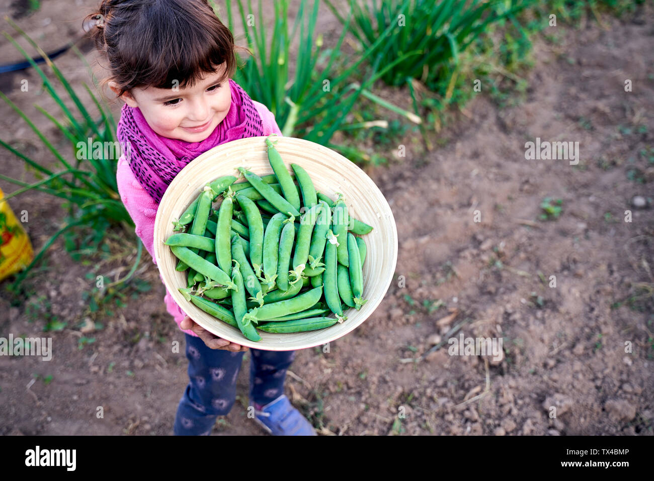 Glückliche kleine Mädchen, dass Schüssel frisch gepflückte Bio Erbsen Stockfoto