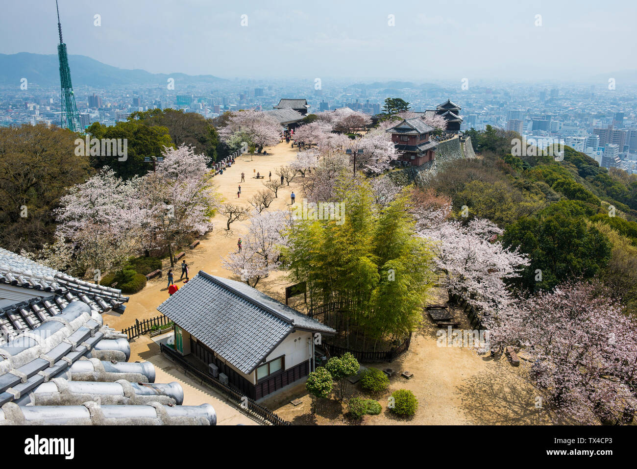 Japan, Shikoku, Matsuyama, Ansicht von Matsuyama Castle am Kirschblüte Stockfoto