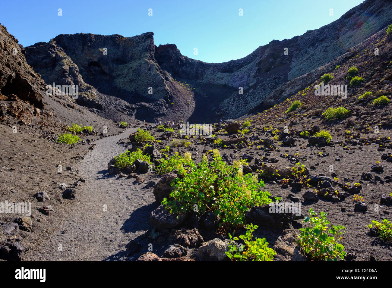 Spanien, Kanarische Inseln, Lanzarote, Los Volcanes Natur Park, Montana del Cuervo, Kanarische Inseln Sauerampfer, Rumex lunaria, auf eine Art und Weise Stockfoto
