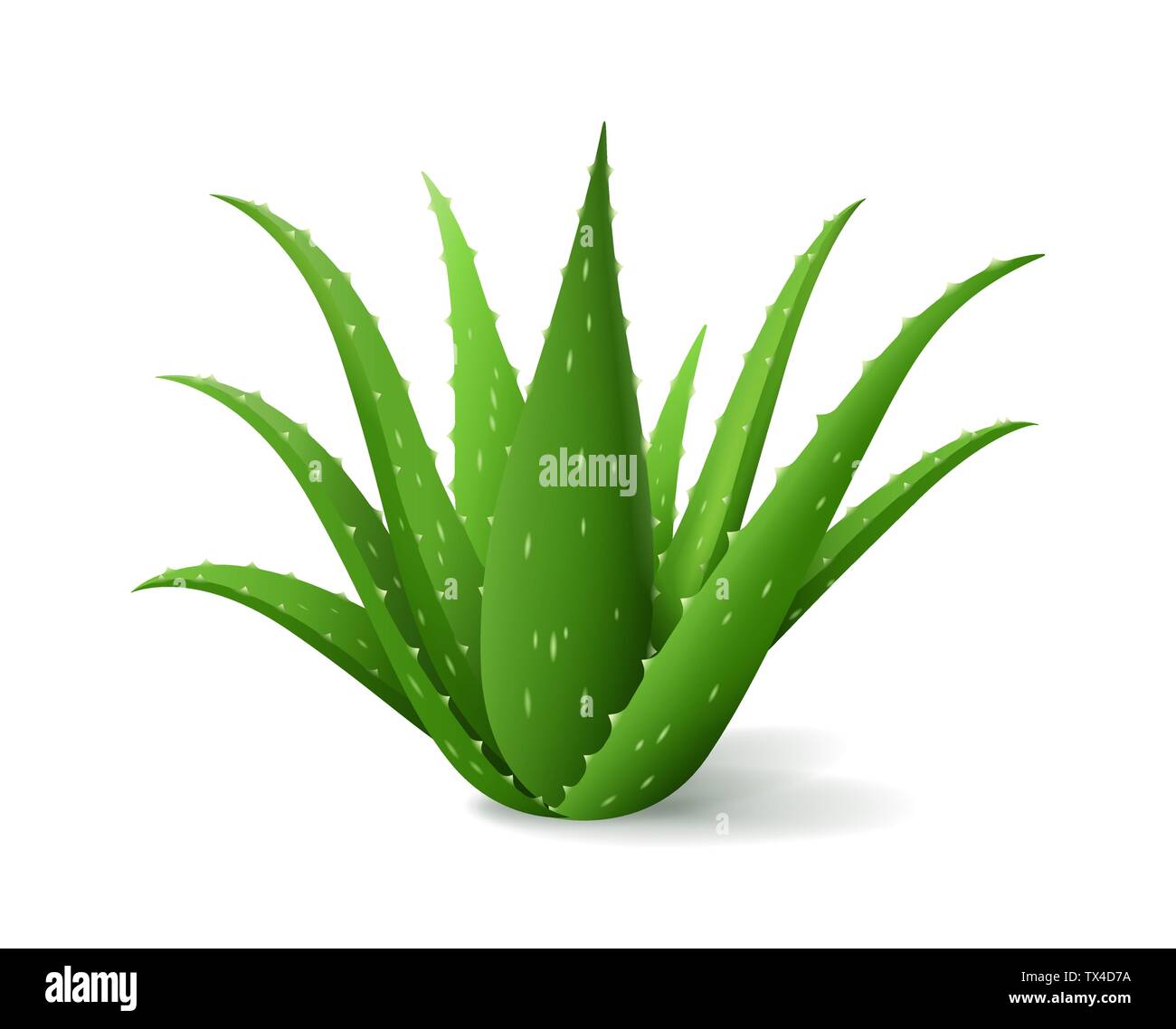 Aloe Vera Bush, realistische grüne Pflanze, grün Aloe Blätter und Stängel auf weißem Hintergrund, Vector Illustration Stock Vektor
