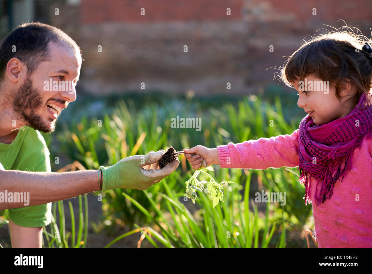 Kleinkind Mädchen helfen, ihr Vater pflanzt Tomaten im Garten Stockfoto