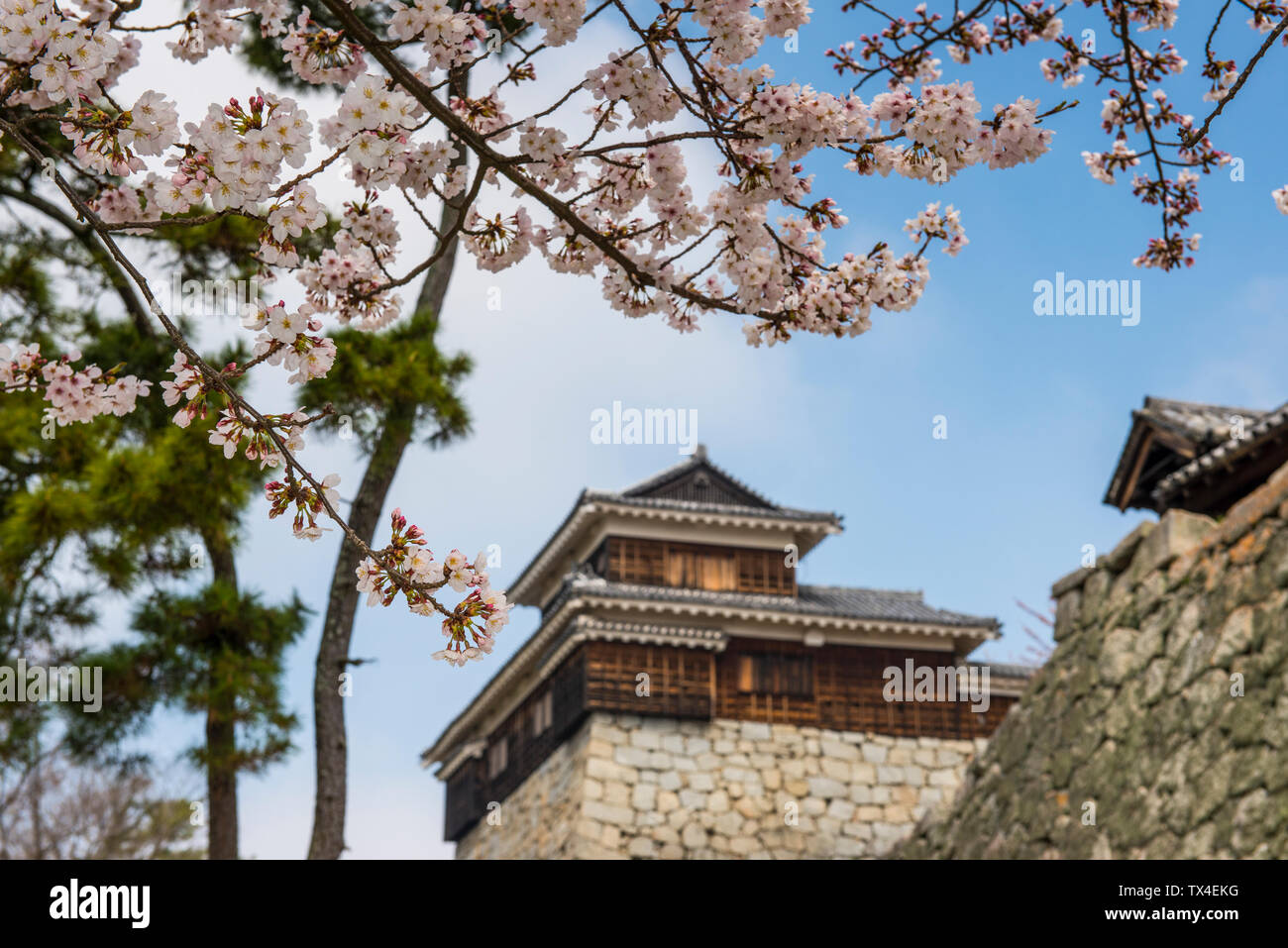 Japan, Shikoku, Matsuyama, Matsuyama Castle mit Kirschblüten im Vordergrund. Stockfoto