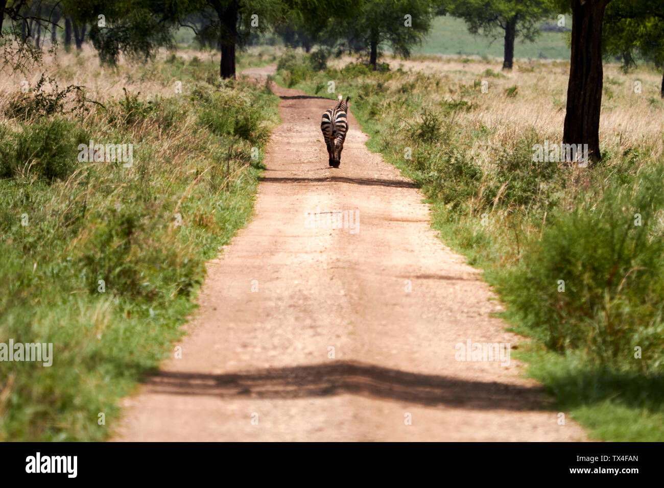 Afrika, Uganda, Fort Portal, Königin Elzabeth Nationalpark, Zebra entfernt Stockfoto
