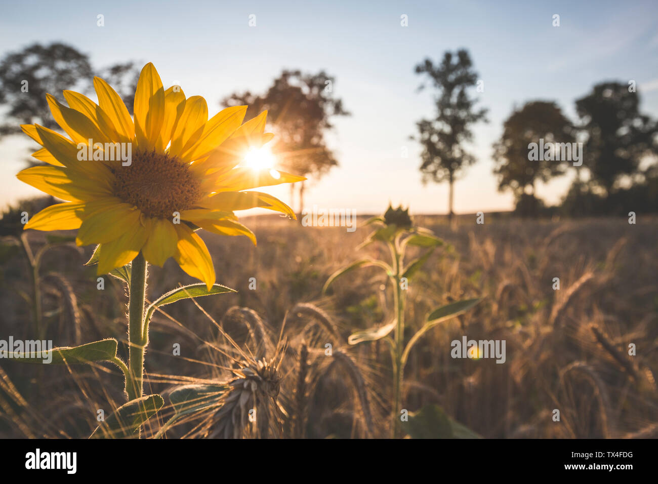Deutschland, Sonnenblumen auf einem Feld bei Abenddämmerung Stockfoto