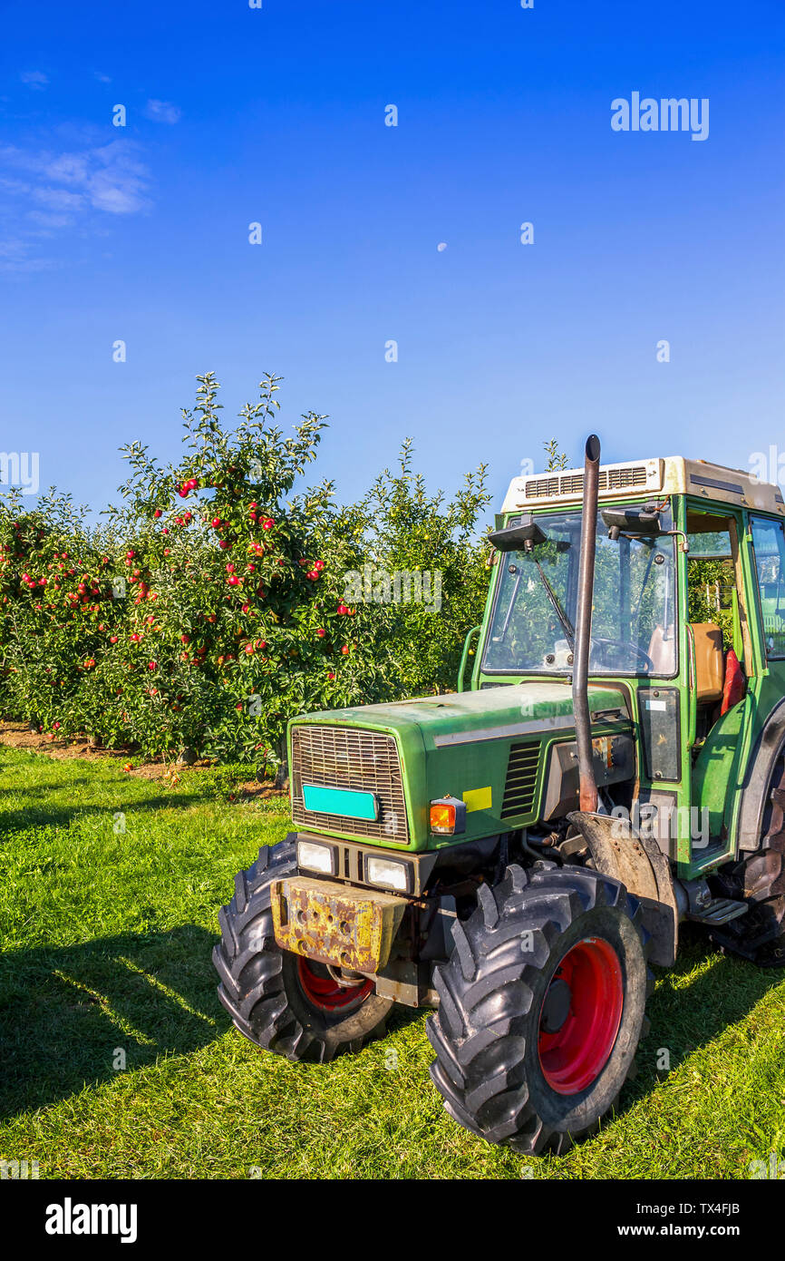 Schweiz, Thurgau, Apple Harvest Stockfoto