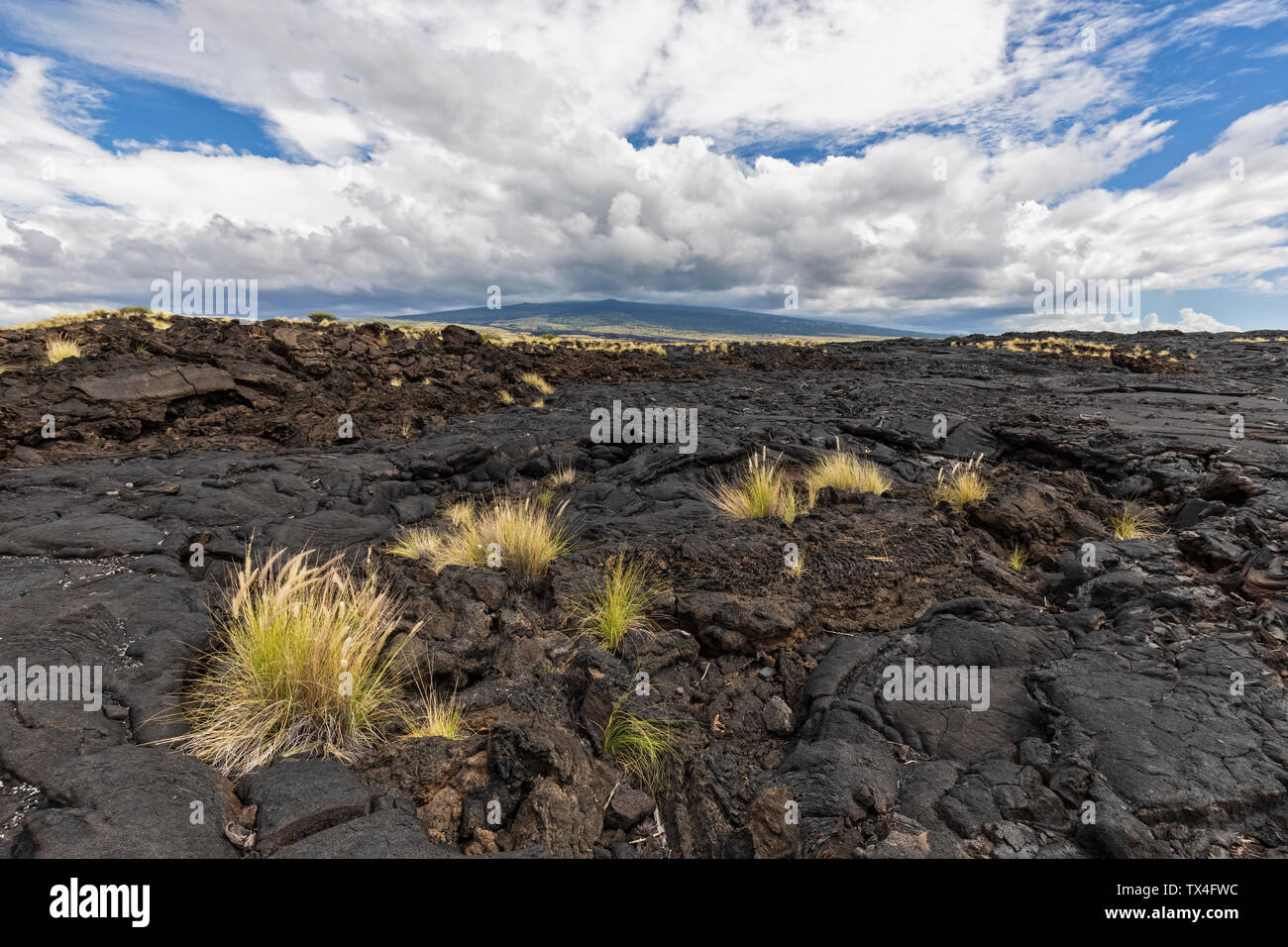 USA, Hawaii, große Insel, Kona, Kona, Mauna Loa Volcano und Lava Feld Stockfoto