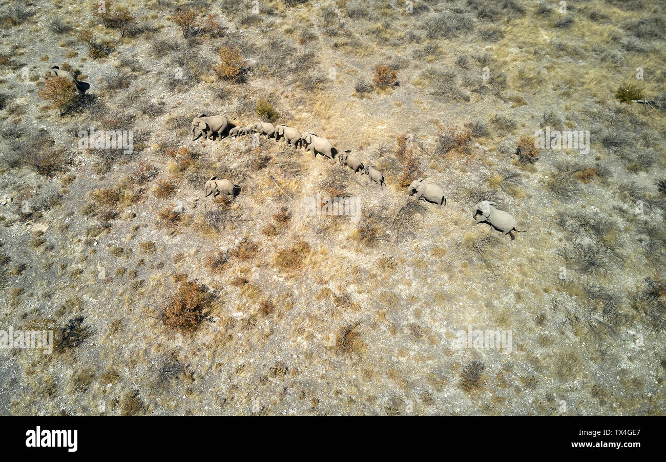 Afrika, Botswana, Drone Bild eines Elefanten Herde wandern in der Warteschlange Stockfoto