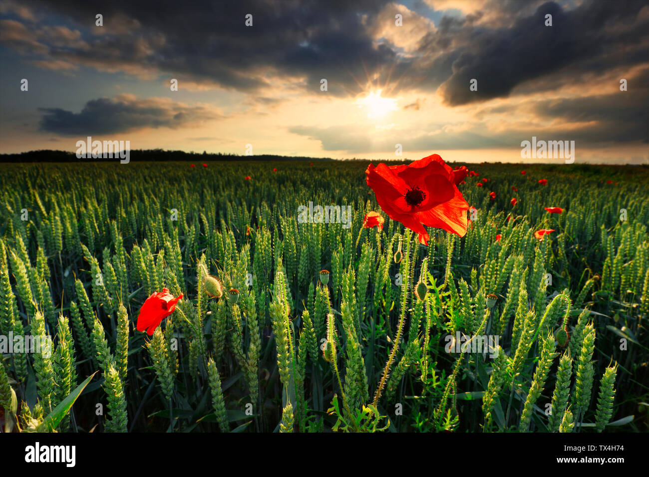 Red Poppy Flower auf Weizenfeld im Sommer Stockfoto