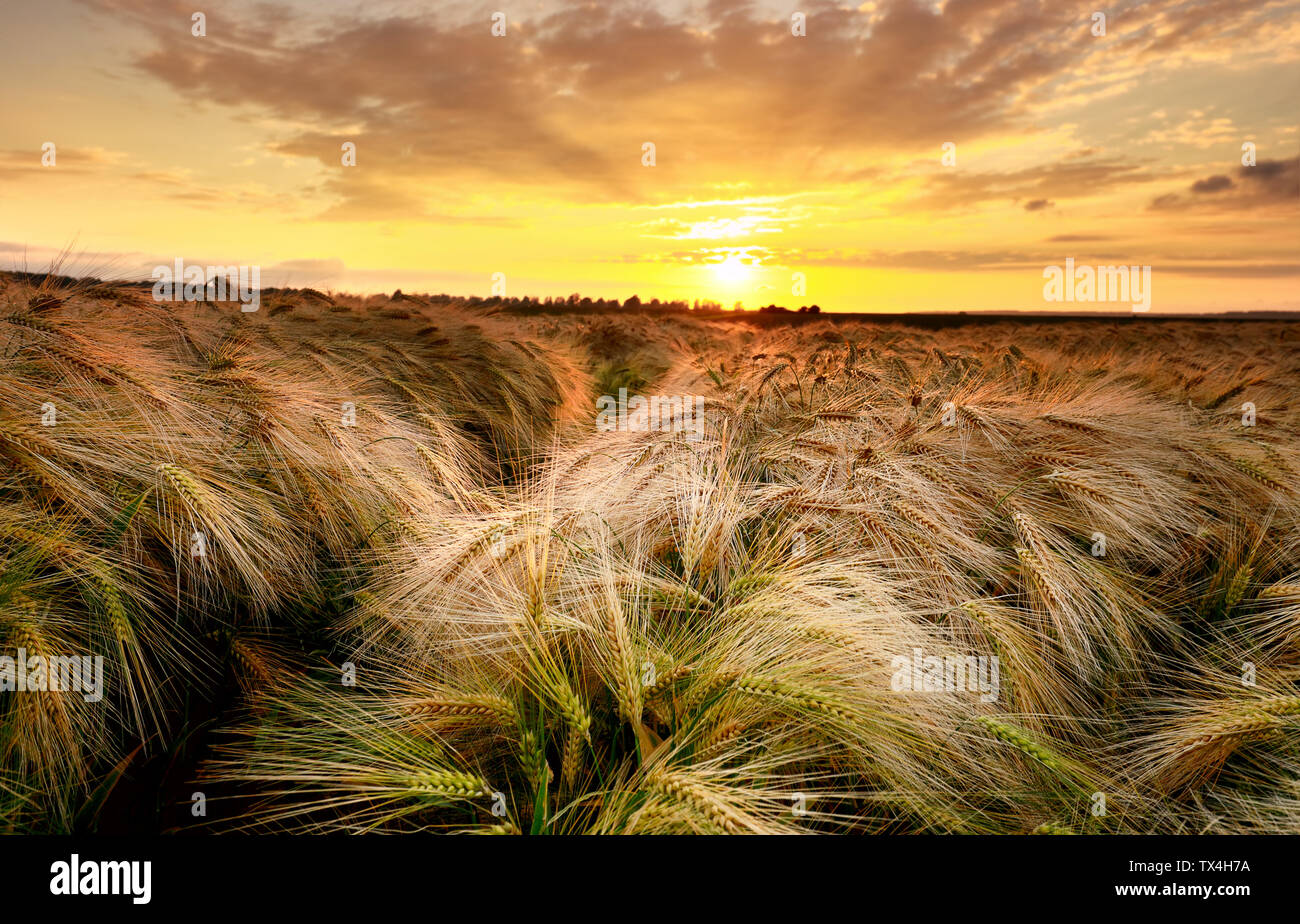 Dramatische Dämmerung über Weizenfeld im Sommer Stockfoto