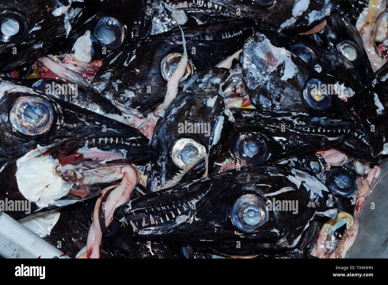 Schwarzer Degenfisch im Mercado dos Lavradores, Markt der Landwirte, Funchal, Madeira, Portugal Stockfoto