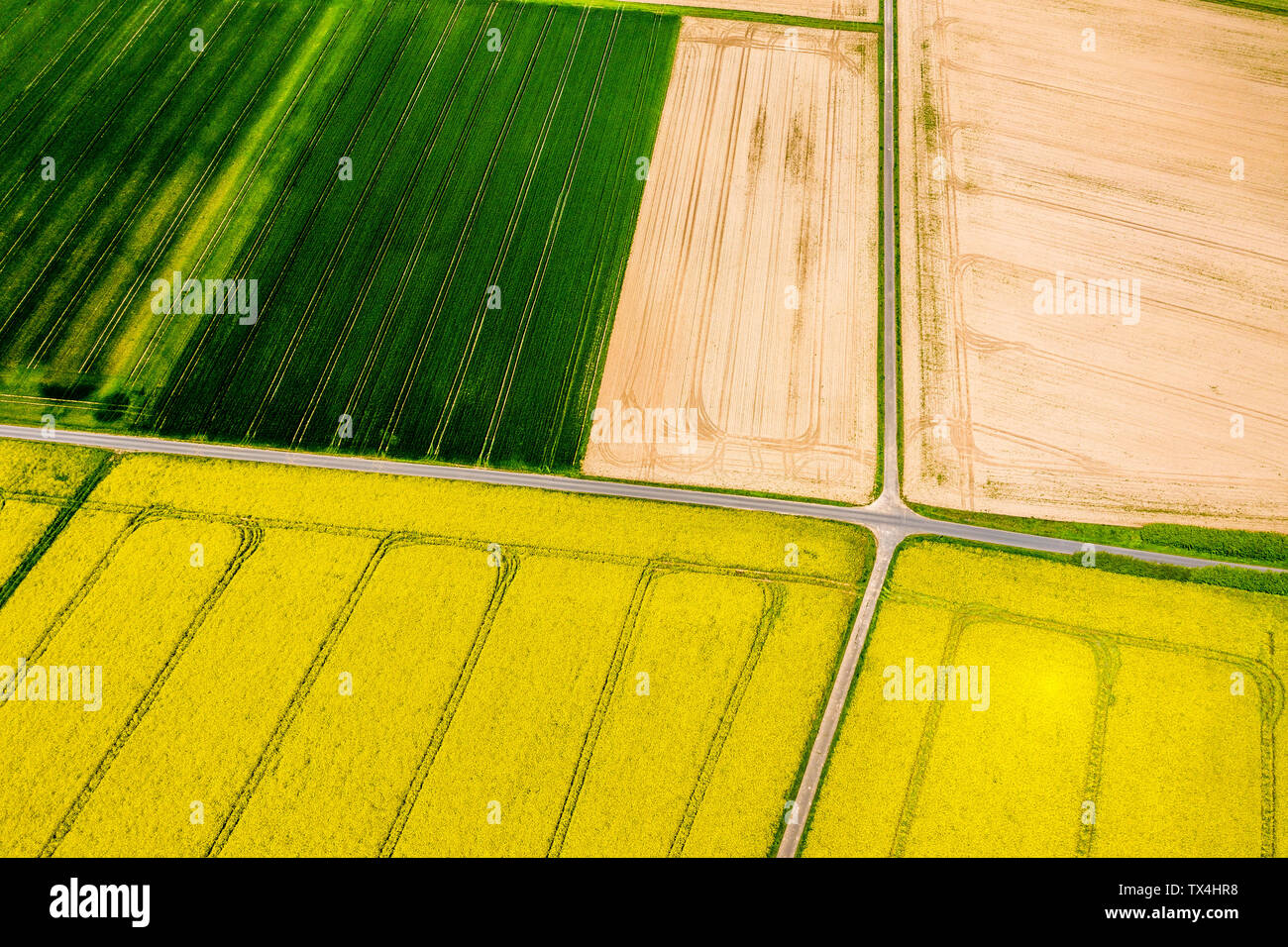 Luftaufnahme von Raps- und Maisfelder in der Nähe von Usingen, Hessen, Deutschland Stockfoto