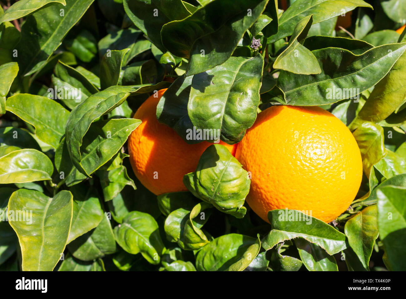 Citrus sinensis, Orange auf dem Baum bereit zur Abholung Stockfoto