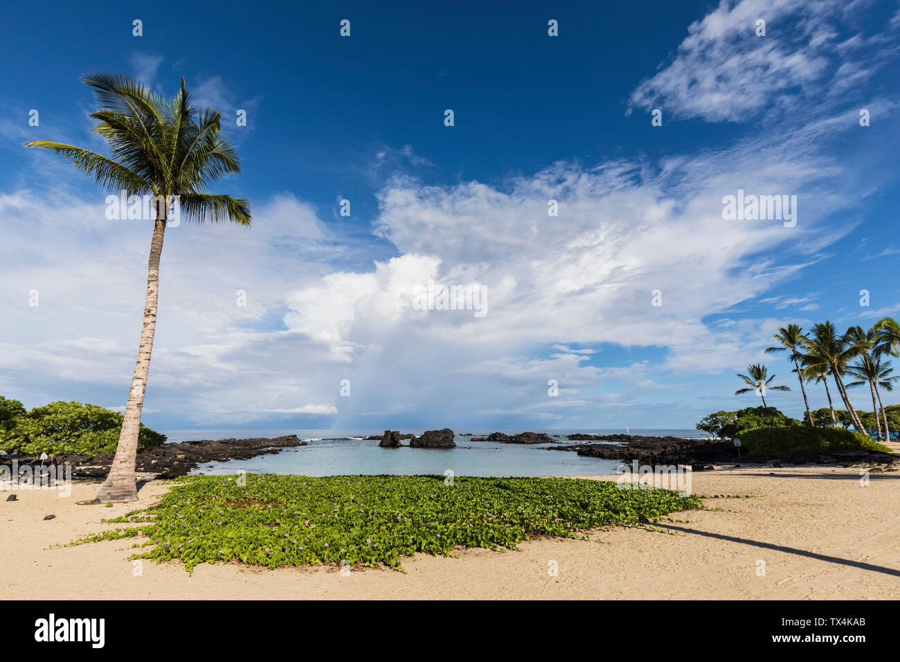 USA, Hawaii, große Insel, Palmen auf Kukio Beach Stockfoto