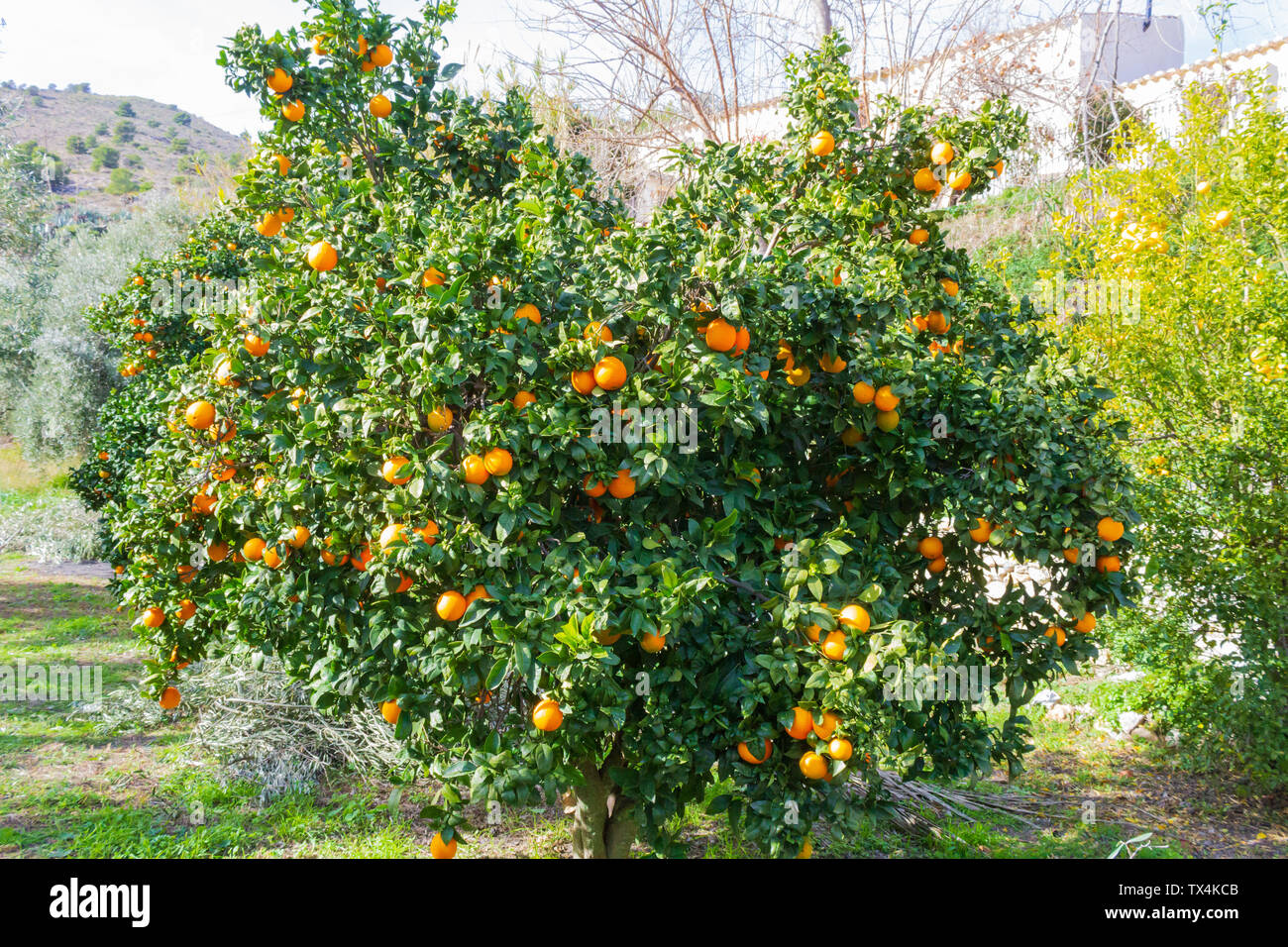 × Citrus sinensis, Orange Tree beladen mit Obst, abgeholt zu werden, Stockfoto