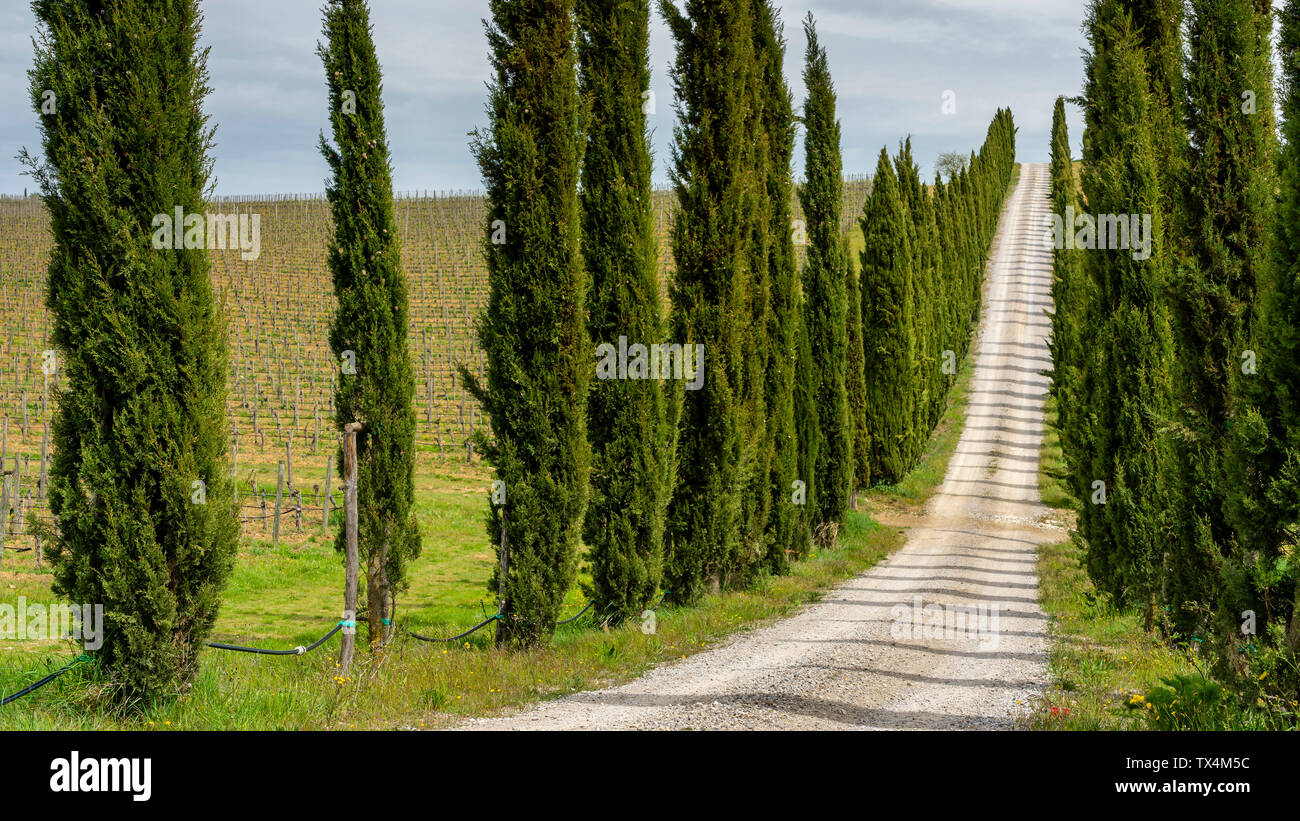 Italien, Toskana, Land Lane mit Zypressen Stockfoto