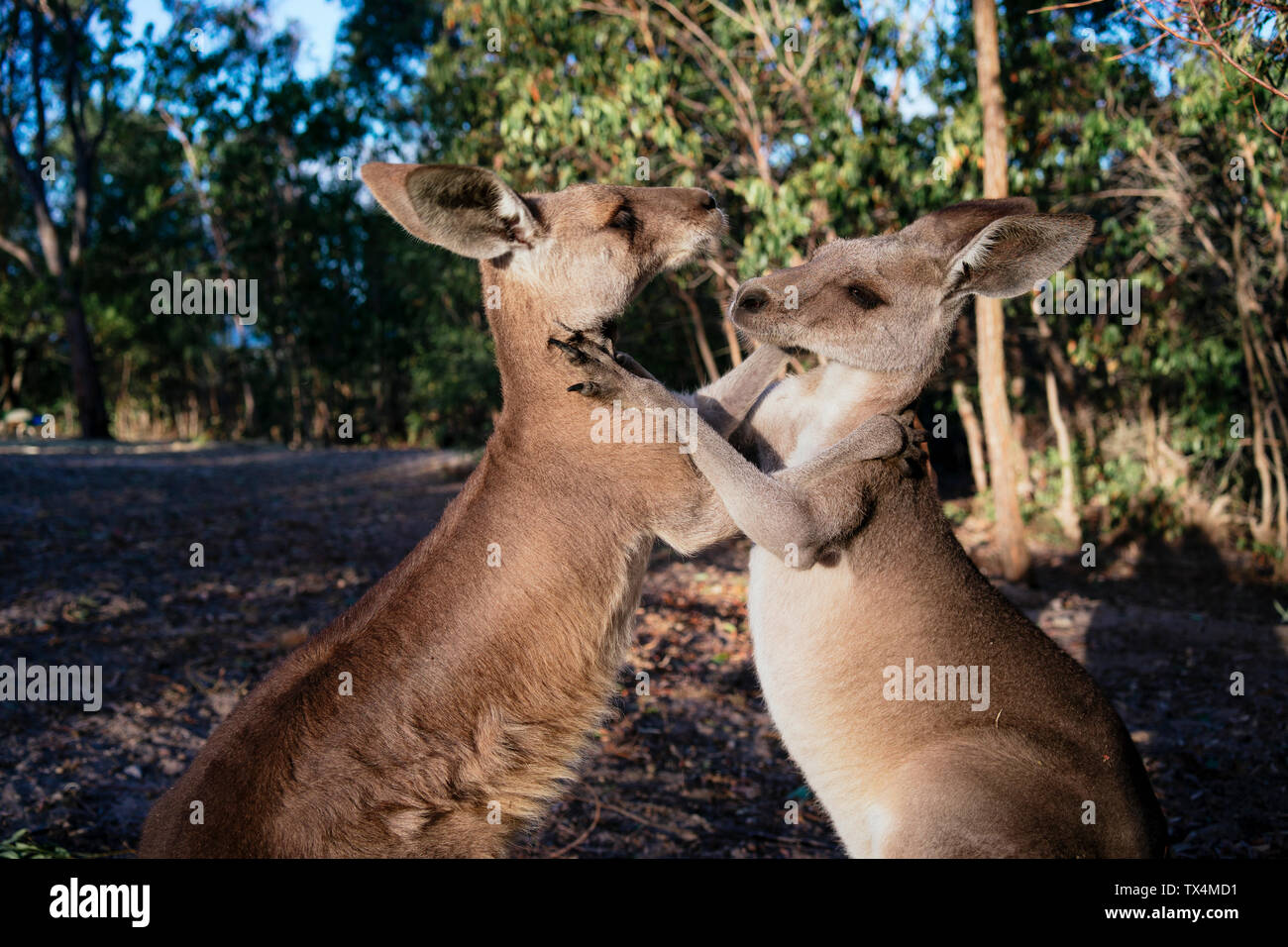 Australien, Queensland, Rote Riesenkängurus spielen kämpfen Stockfoto