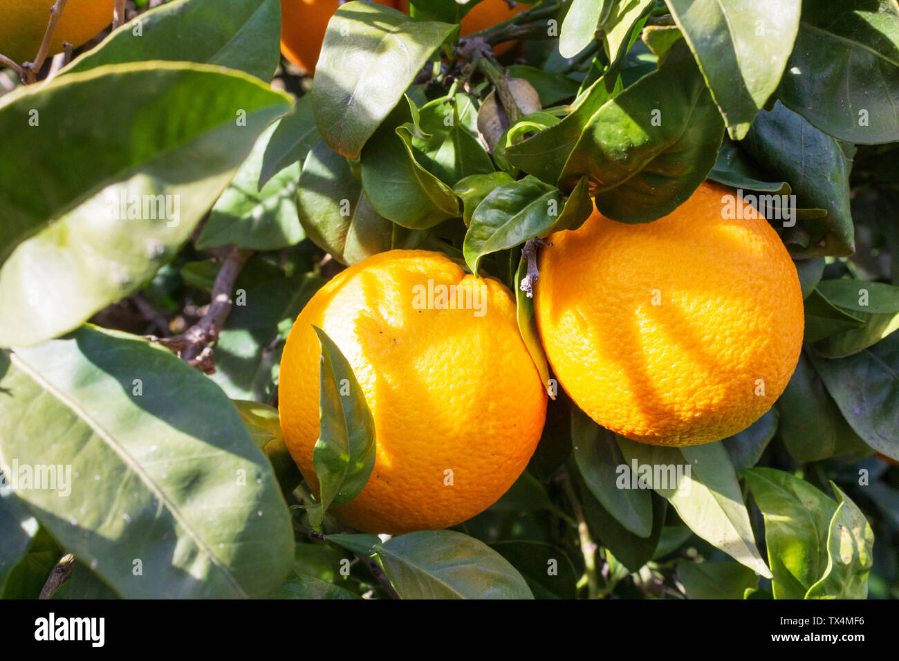Citrus sinensis, Orange auf dem Baum bereit zur Abholung Stockfoto