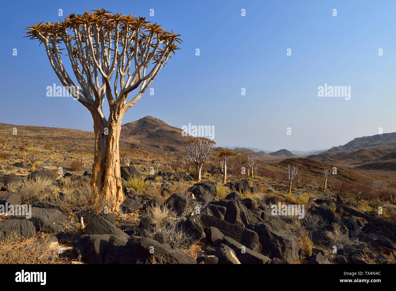 Afrika, Namibia, Namib Naukluft Berge, Wüste Namib, der Köcherbaum Aloe dichotoma Stockfoto