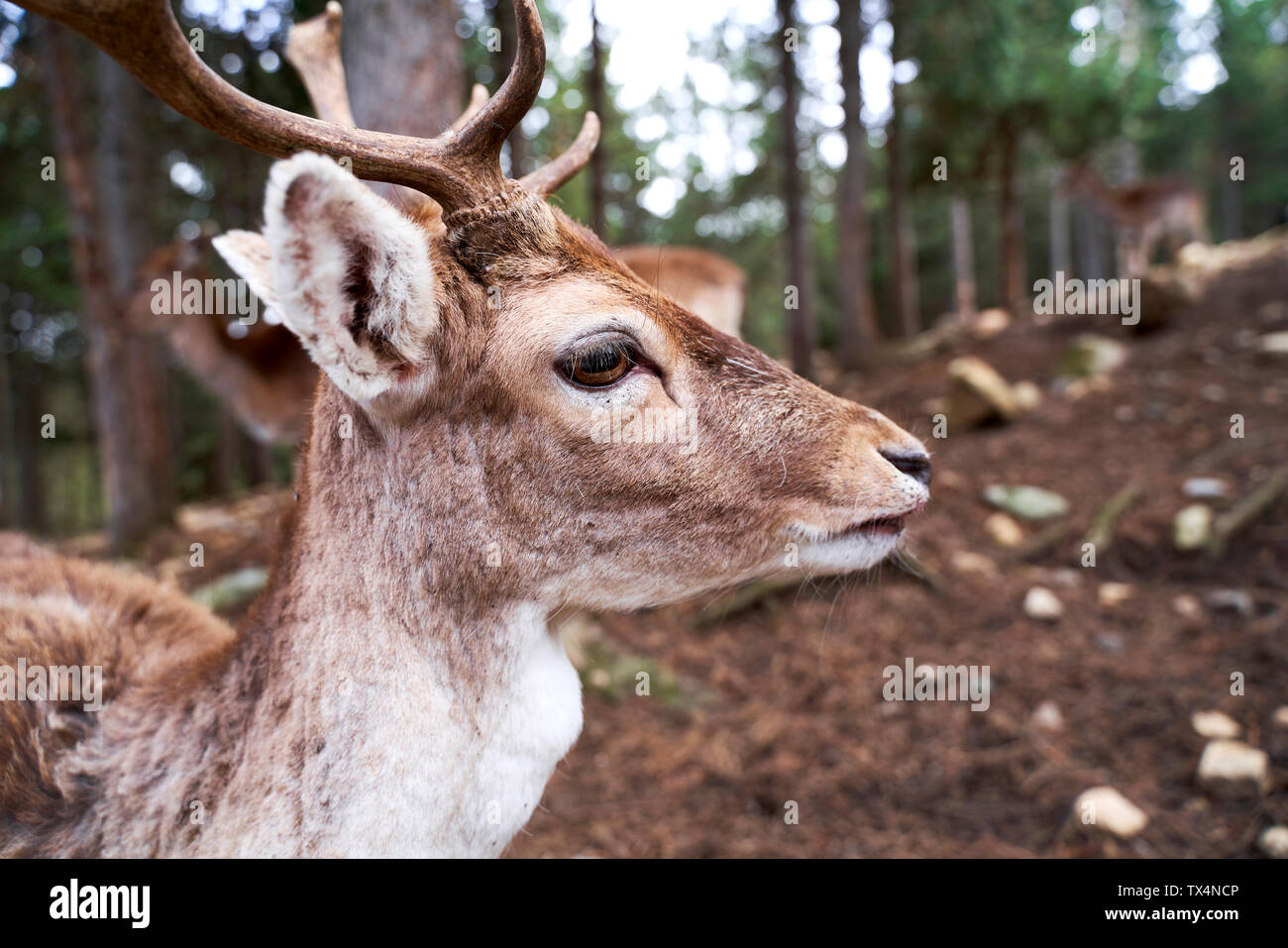 Frankreich, Pyrenäen, Porträt der jungen Hirsch mit in den Wald Stockfoto