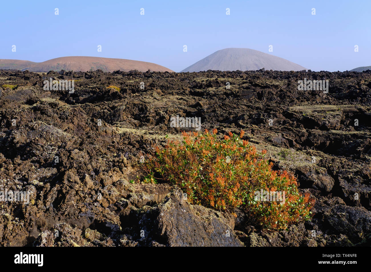 Spanien, Kanarische Inseln, Lanzarote, Los Volcanes Natur Park, Lavafeld, Kanarische Inseln Sauerampfer Stockfoto