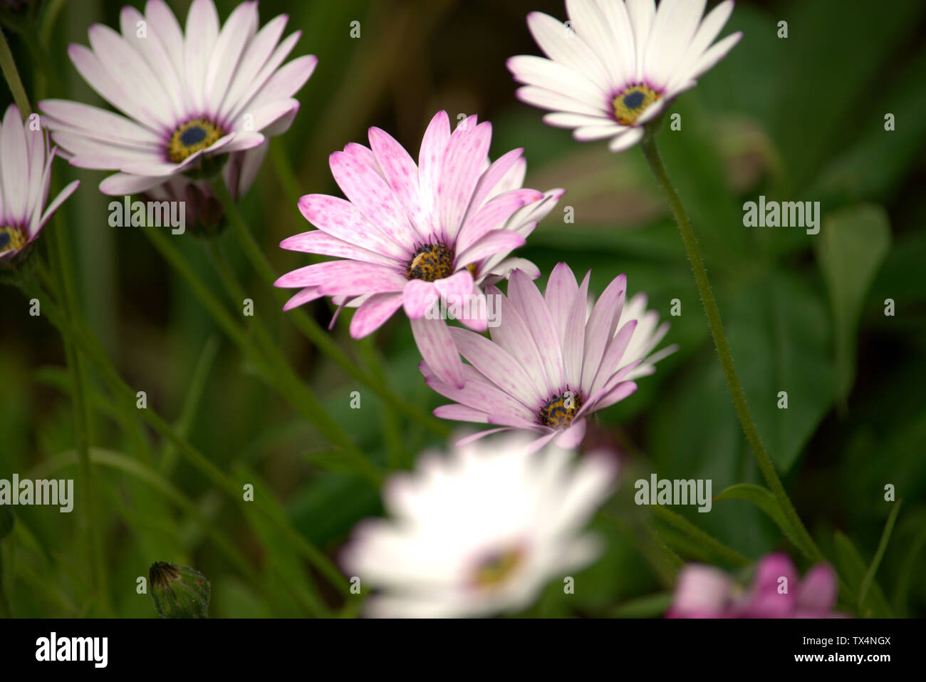 Osteospermum oder riesige Daisy Flowers Stockfoto