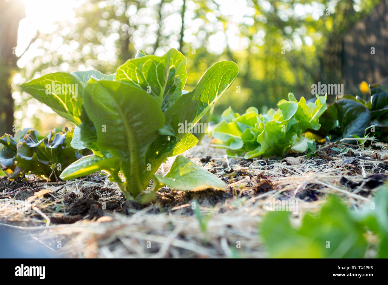 Organische im Garten arbeitende, Salat auf mulched Bed Stockfoto