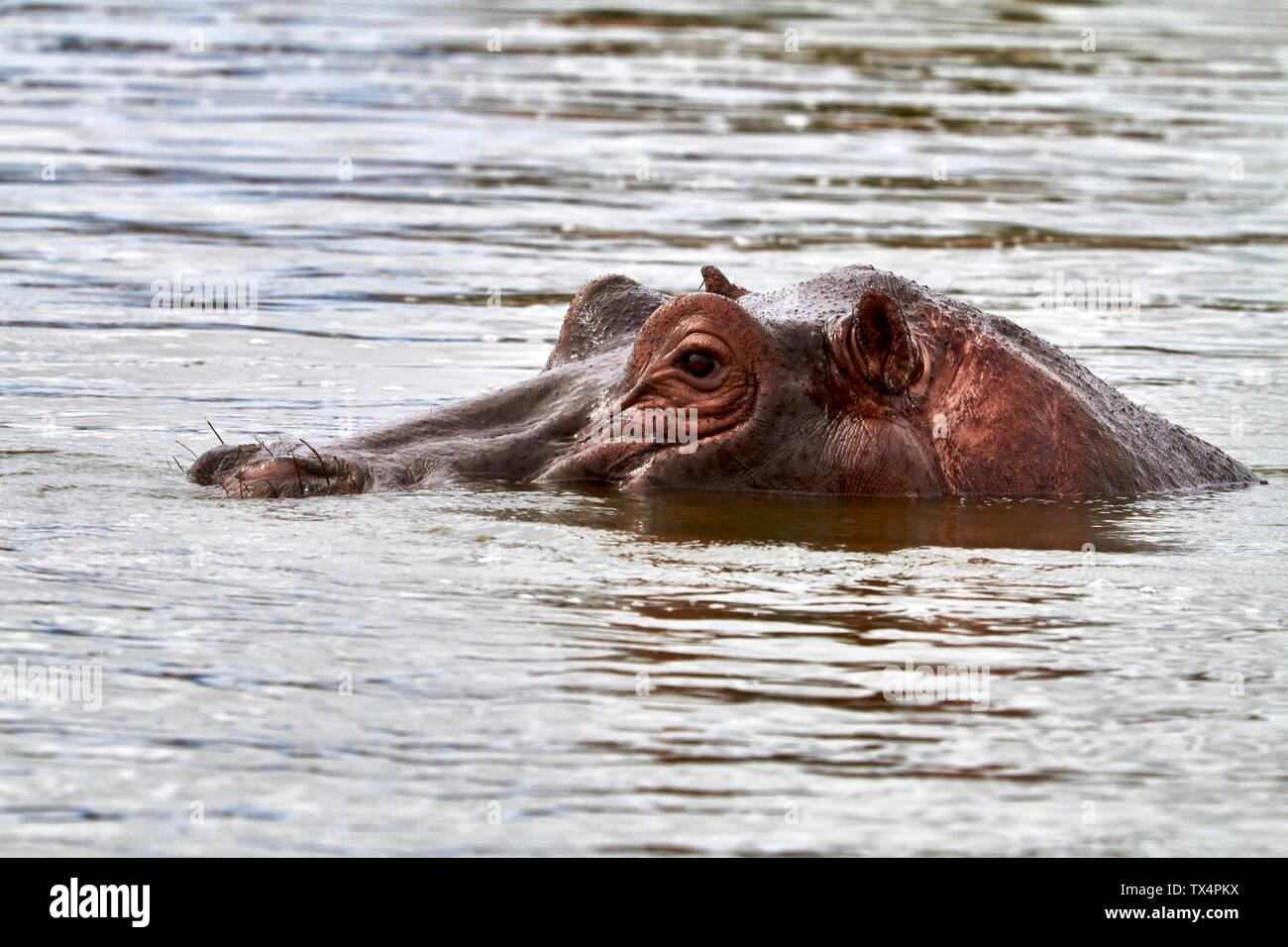 Afrika, Uganda, Fort Portal, Elizabeth Nationalpark, Portrait eines Hippo Stockfoto