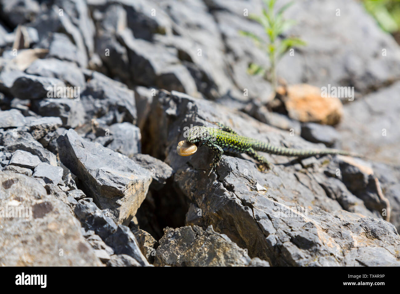 Italien, Ligurien, Punta Corvo Coastal Trail, close-up der Italienischen wand Eidechse Stockfoto