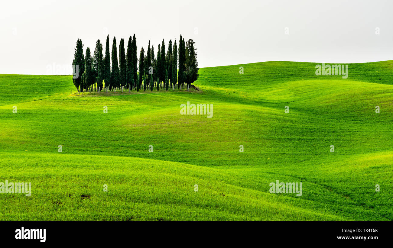 Italien, Toskana, Scenic mit Cypress Grove Stockfoto