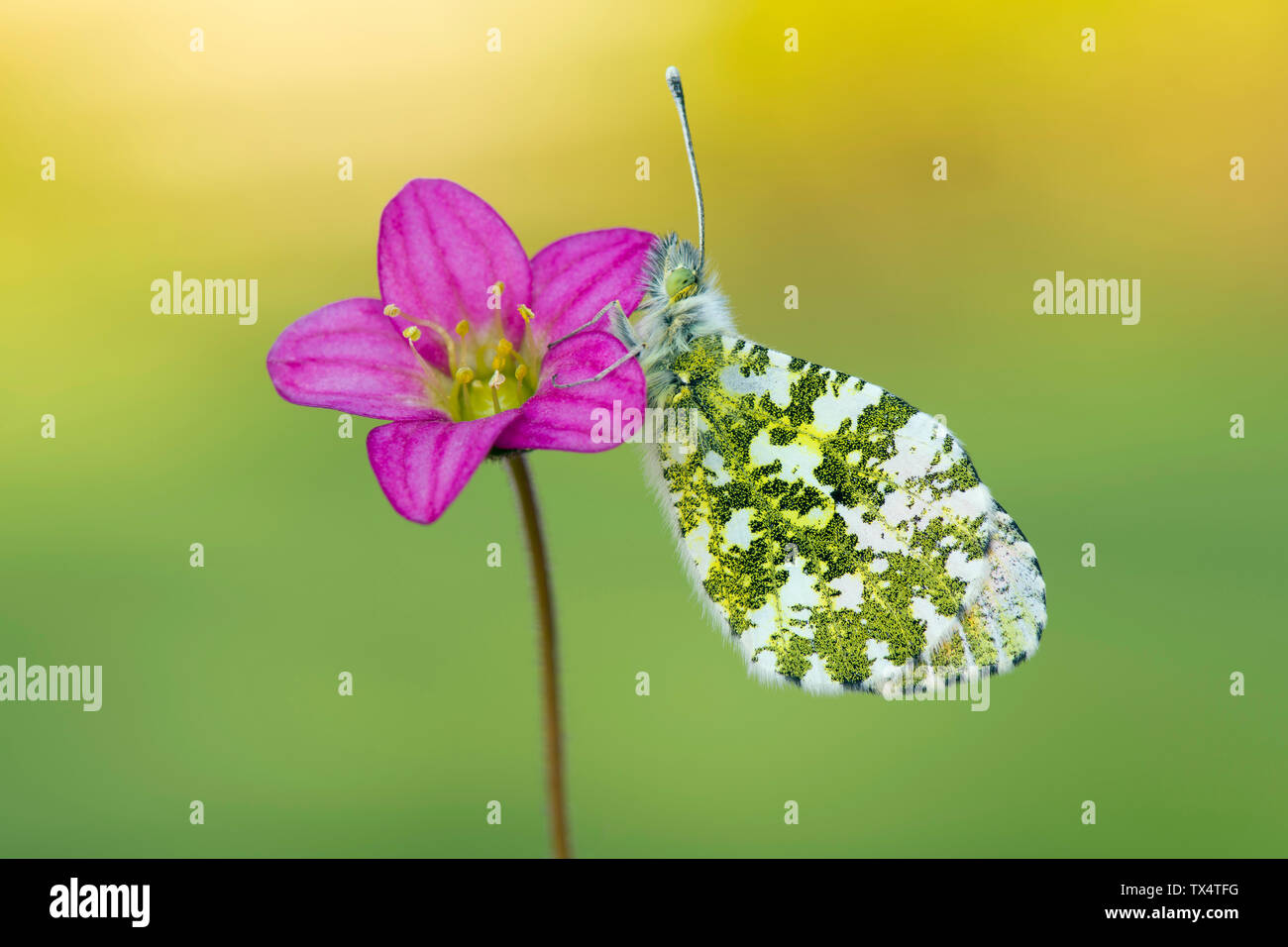 Schottland, Orange Tip Schmetterling, weiblich, Anthocharis Cardamines, sitzend auf Blume Stockfoto