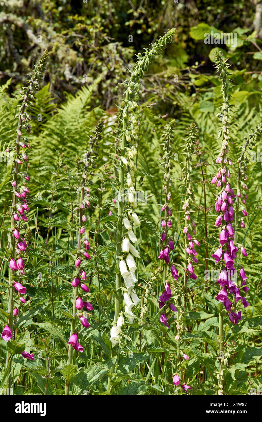 SPEYSIDE METHODE BANFFSHIRE SCHOTTLAND hohes weißes Fingerhut Digitalis purpurea WÄCHST MIT ROSA Stockfoto