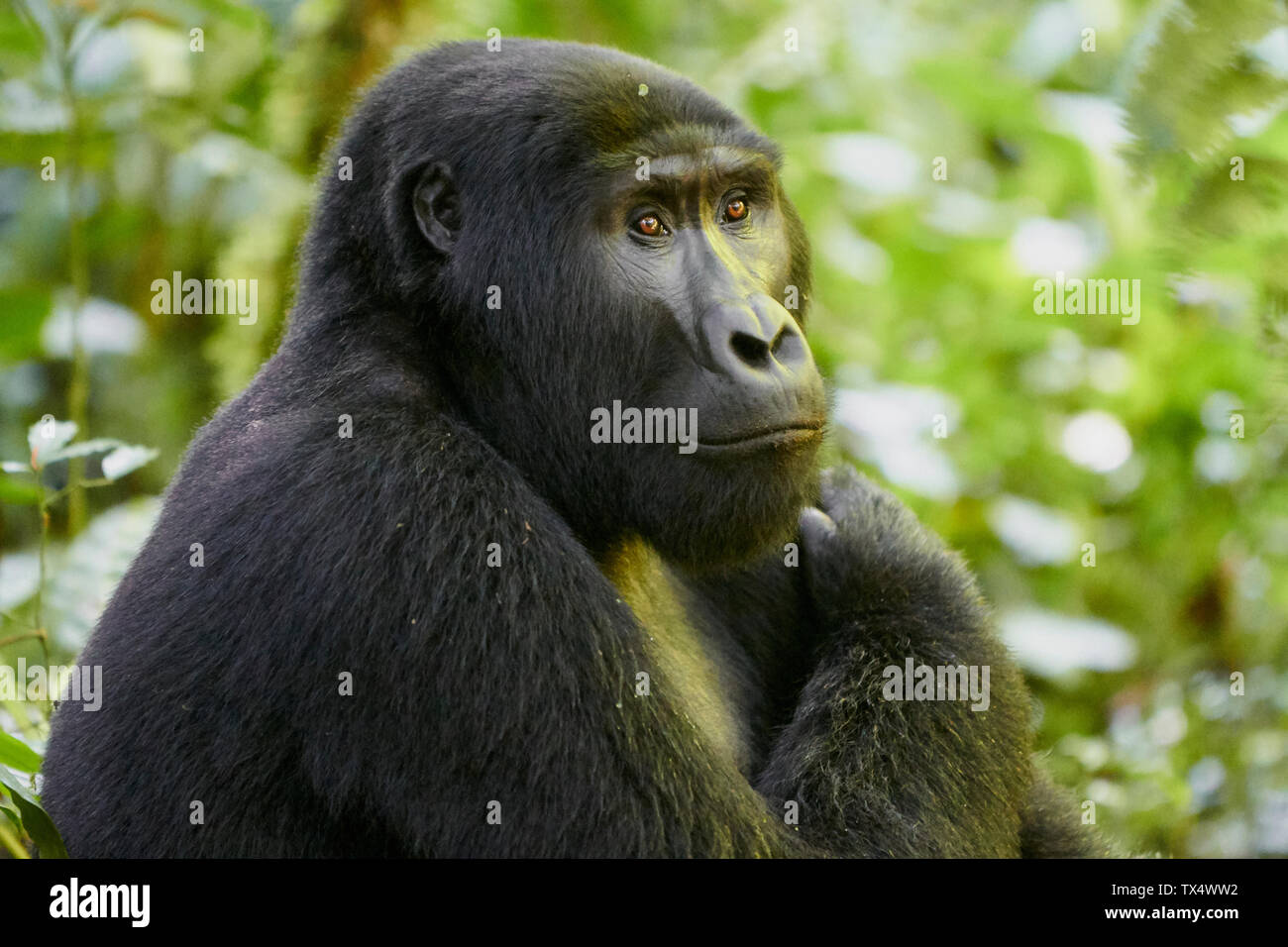 Afrika, Uganda, Bwindi Impenetrable Forest, Gorilla im Wald Stockfoto