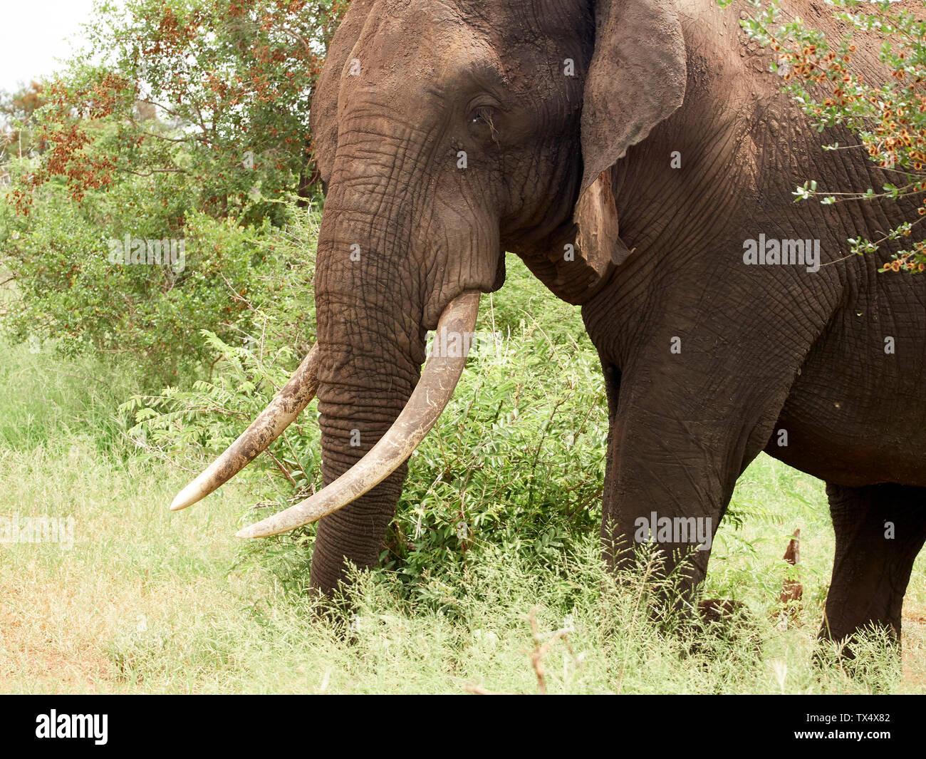 Afrika, Botswana, Chobe Nationalpark, Elefanten in der Savanne Stockfoto