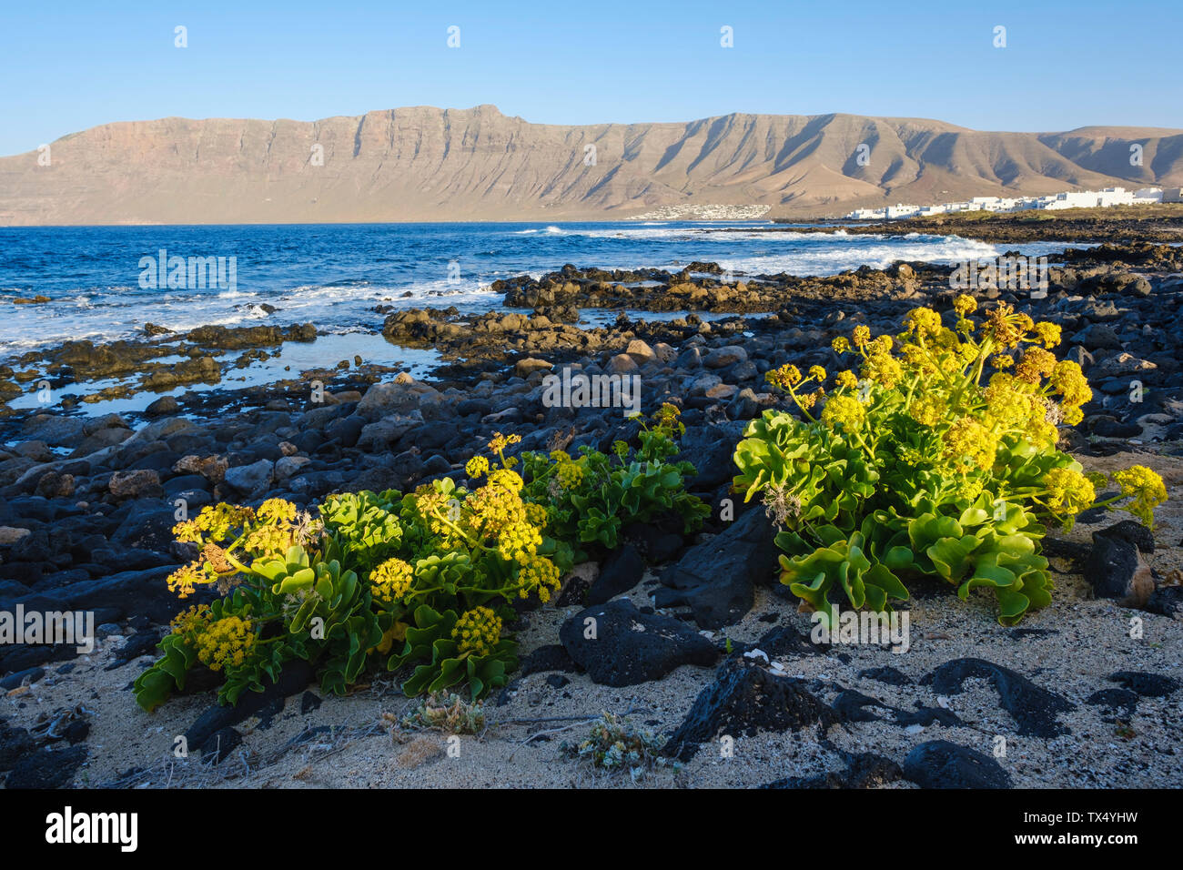 Spanien, Kanarische Inseln, Lanzarote, Caleta de Famara, Kanarische Queller am Strand, Risco de Famara im Hintergrund Stockfoto