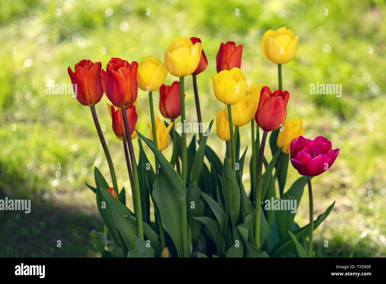 Mehrfarbiges Feld mit roten, gelben, dunkel violetten und weißen Tulpen von Tulip Festival. Bild nützlich für Web Design und als Computer Wallpaper. Stockfoto