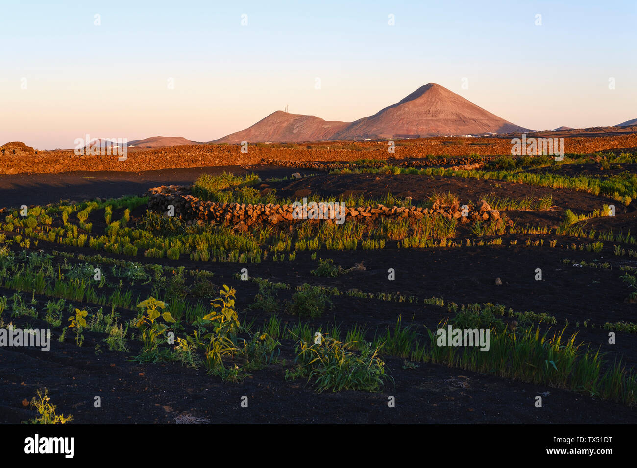 Spanien, Kanarische Inseln, Lanzarote, Palma, Montana Tinache, Felder aus schwarzer Lava Stockfoto